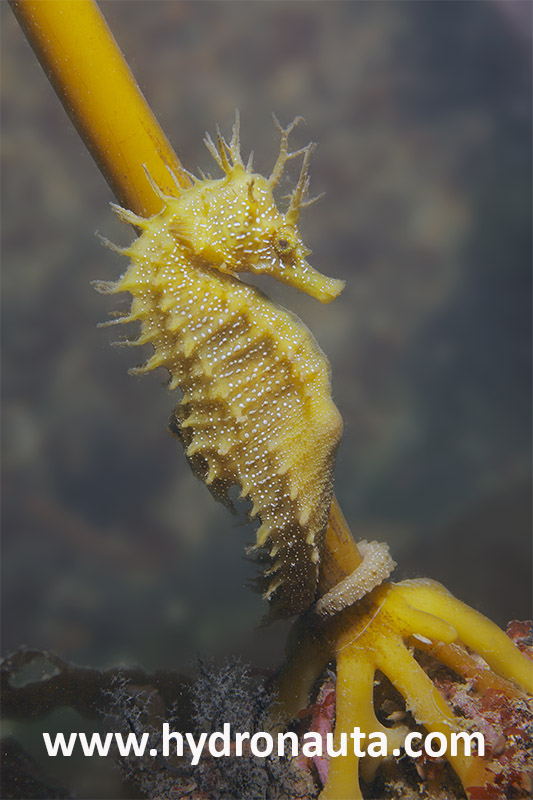 Hippocampus guttulatus